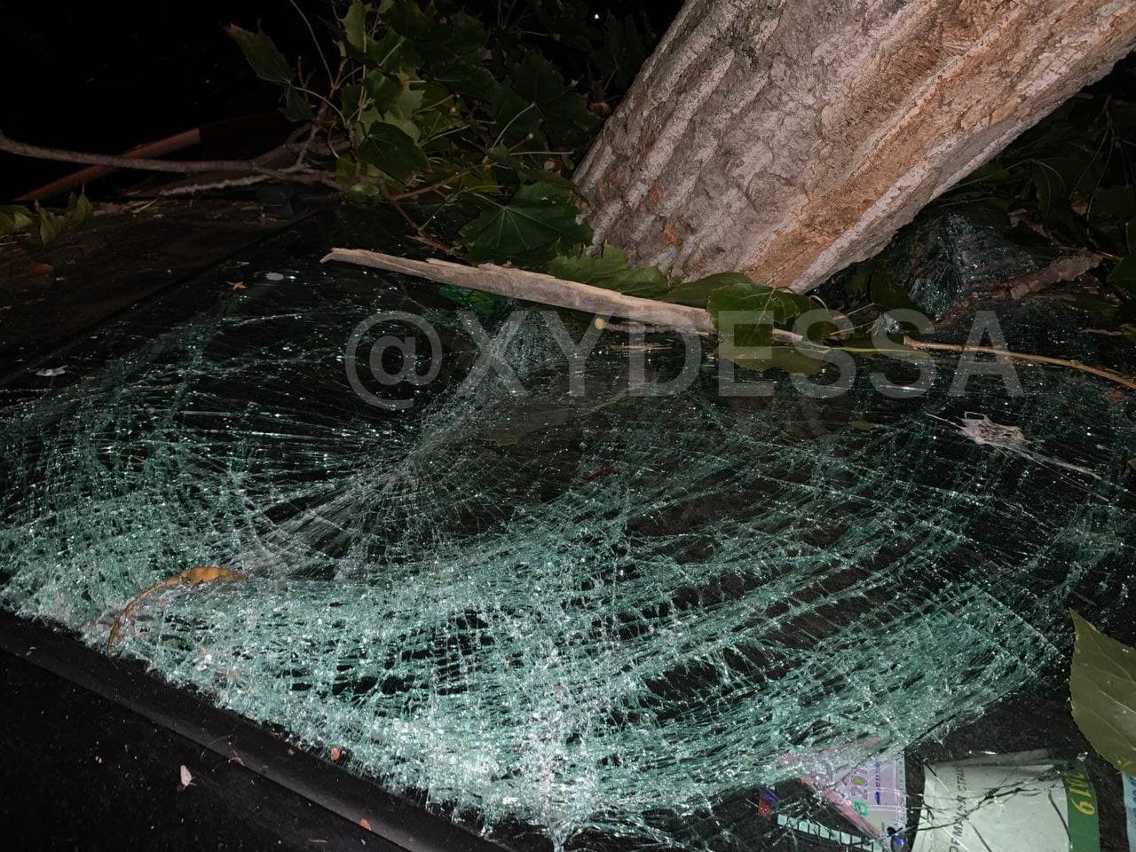 В Одесі дерево впало на припарковані машини та розчавило сім авто (фото)